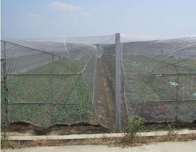 Agricultural insect net products