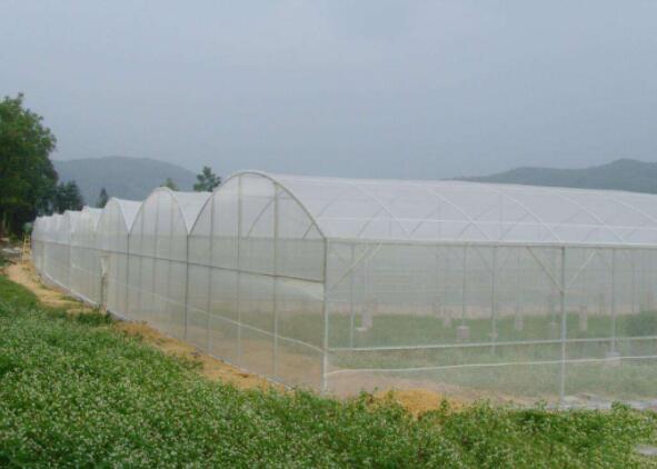 quality Agricultural insect net