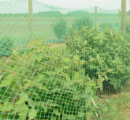 customized Agricultural insect net near me